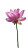 Pink Lotus Bloom V3 Vinyl Car Decal Sticker – Waterproof & UV-Resistant 8"