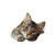 Cute Cat V26 Vinyl Car Decal Sticker – Waterproof & UV-Resistant 8"