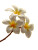 White Plumeria Flowers Vinyl Car Decal Sticker – Waterproof & UV-Resistant 8"