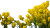 Rapeseed Flowers V2 Vinyl Car Decal Sticker – Waterproof & UV-Resistant 8"