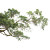 Rainforest Tree Branches Vinyl Car Decal Sticker – Waterproof & UV-Resistant 8"