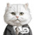 Lawyer Cat Vinyl Car Decal Sticker – Waterproof & UV-Resistant 8"