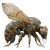 Bee-Scorpion Hybrid Vinyl Car Decal Sticker – Waterproof & UV-Resistant 8"
