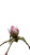 Crawling Rose Bud Vinyl Car Decal Sticker – Waterproof & UV-Resistant 8"
