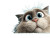 Ragdoll Cat Peek Vinyl Car Decal Sticker – Waterproof & UV-Resistant 8"