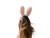 Desert Bunny Ears Vinyl Car Decal Sticker – Waterproof & UV-Resistant 8"