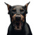 Angry Doberman Vinyl Car Decal Sticker – Waterproof & UV-Resistant 8"