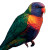 Rainbow Lorikeet Illustration Vinyl Car Decal Sticker – Waterproof & UV-Resistant 8"
