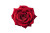 Red Rose Blooming V2 Vinyl Car Decal Sticker – Waterproof & UV-Resistant 8"