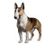Bull Terrier Vinyl Car Decal Sticker – Waterproof & UV-Resistant 8"