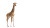 Baby Giraffe Vinyl Car Decal Sticker – Waterproof & UV-Resistant 8"