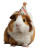 Birthday Guinea Pig Vinyl Car Decal Sticker – Waterproof & UV-Resistant 8"