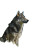 Proud Wolf V3 Vinyl Car Decal Sticker – Waterproof & UV-Resistant 8"