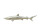 Shark-Human Hybrid Vinyl Car Decal Sticker – Waterproof & UV-Resistant 8"
