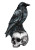 Black Raven Skull Vinyl Car Decal Sticker – Waterproof & UV-Resistant 8"