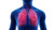 Highlighted Human Lungs Vinyl Car Decal Sticker – Waterproof & UV-Resistant 8"