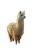 Fluffy Baby Alpaca Vinyl Car Decal Sticker – Waterproof & UV-Resistant 8"