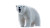 Roaring Polar Bear V2 Vinyl Car Decal Sticker – Waterproof & UV-Resistant 8"