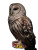 Barred Owl Fantasy Vinyl Car Decal Sticker – Waterproof & UV-Resistant 8"
