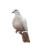 White Dove Perched V3 Vinyl Car Decal Sticker – Waterproof & UV-Resistant 8"