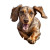 Happy Dachshund V2 Vinyl Car Decal Sticker – Waterproof & UV-Resistant 8"