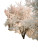 Blooming Prunus Tree Vinyl Car Decal Sticker – Waterproof & UV-Resistant 8"