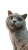 Joyful Cat Selfie V2 Vinyl Car Decal Sticker – Waterproof & UV-Resistant 