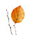 Leaf On Tree Vinyl Car Decal Sticker – Waterproof & UV-Resistant 