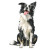 Playful Border Collie V3 Vinyl Car Decal Sticker – Waterproof & UV-Resistant 
