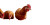 Sri Lankan Chickens Feeding Vinyl Car Decal Sticker – Waterproof & UV-Resistant 
