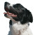 Happy Border Collie V3 Vinyl Car Decal Sticker – Waterproof & UV-Resistant 