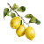 Watercolor Lemons Vinyl Car Decal Sticker – Waterproof & UV-Resistant 