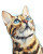 Bengal Cat Art Vinyl Car Decal Sticker – Waterproof & UV-Resistant 