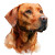 Fox-Red Labrador Vinyl Car Decal Sticker – Waterproof & UV-Resistant 