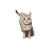 Cat V100 Vinyl Car Decal Sticker – Waterproof & UV-Resistant 