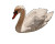 Swan In Sunlight Vinyl Car Decal Sticker – Waterproof & UV-Resistant 