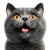 British Shorthair Cat V6 Vinyl Car Decal Sticker – Waterproof & UV-Resistant 