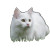 Fluffy Pets Playing Vinyl Car Decal Sticker – Waterproof & UV-Resistant 