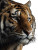 National Geographic Tiger V2 Vinyl Car Decal Sticker – Waterproof & UV-Resistant 