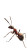 Desert Ant Soldier Vinyl Car Decal Sticker – Waterproof & UV-Resistant 