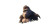 Silverback Gorilla Vinyl Car Decal Sticker – Waterproof & UV-Resistant 