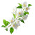 Jasmine Branch Vinyl Car Decal Sticker – Waterproof & UV-Resistant 