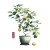 Lemon Tree Illustration V2 Vinyl Car Decal Sticker – Waterproof & UV-Resistant 