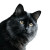 Black Cat V15 Vinyl Car Decal Sticker – Waterproof & UV-Resistant 