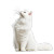 White Persian Cat V2 Vinyl Car Decal Sticker – Waterproof & UV-Resistant 