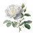 White Rose Illustration V2 Vinyl Car Decal Sticker – Waterproof & UV-Resistant 