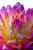 Vibrant Impressionist Flower Vinyl Car Decal Sticker – Waterproof & UV-Resistant 