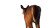 Deer Panoramic View Vinyl Car Decal Sticker – Waterproof & UV-Resistant 