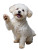 Happy Bichon Frise V3 Vinyl Car Decal Sticker – Waterproof & UV-Resistant 