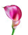 Pink Calla Lily V3 Vinyl Car Decal Sticker – Waterproof & UV-Resistant 